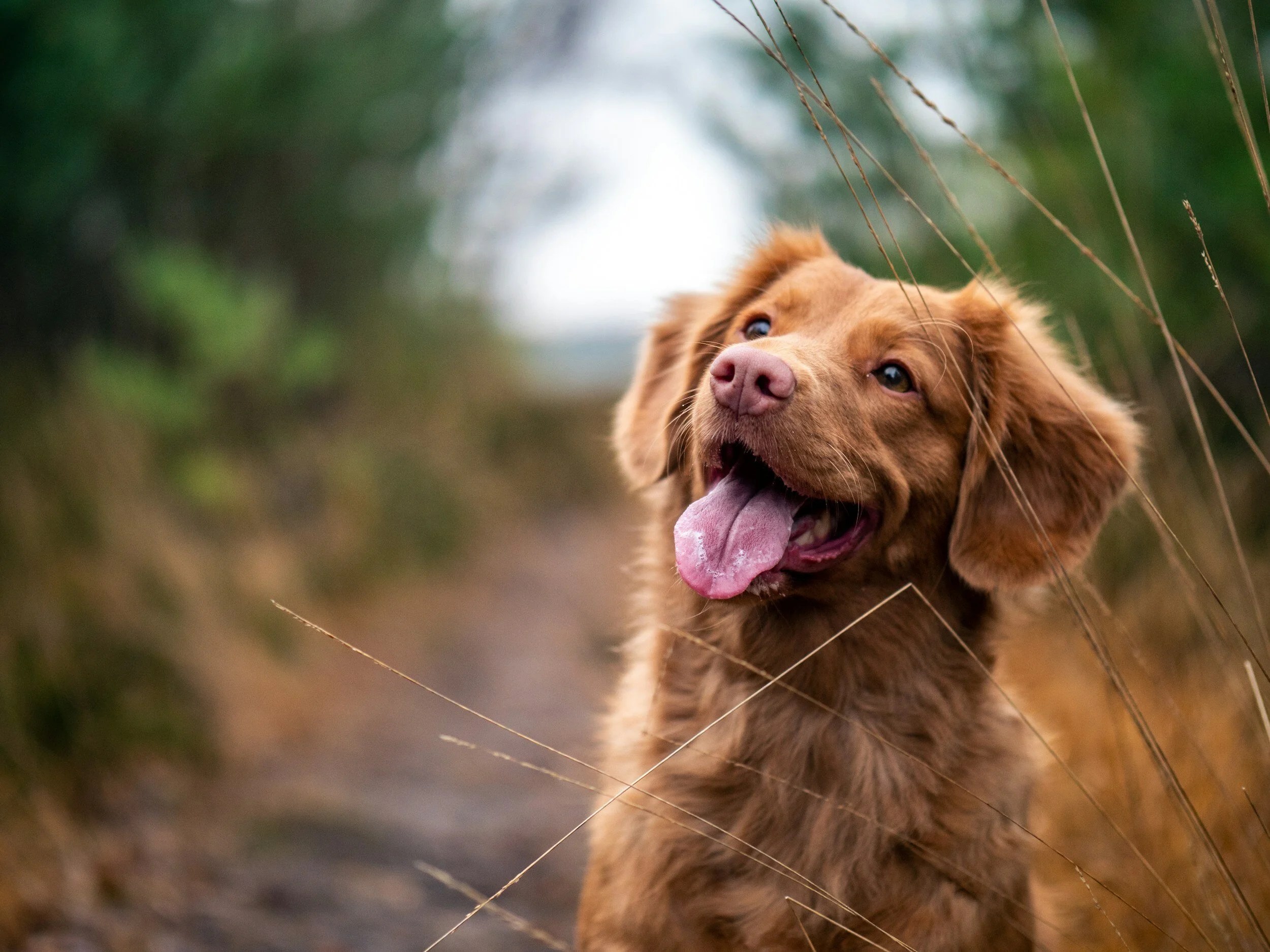 Best Dog Friendly Hikes Bay Area