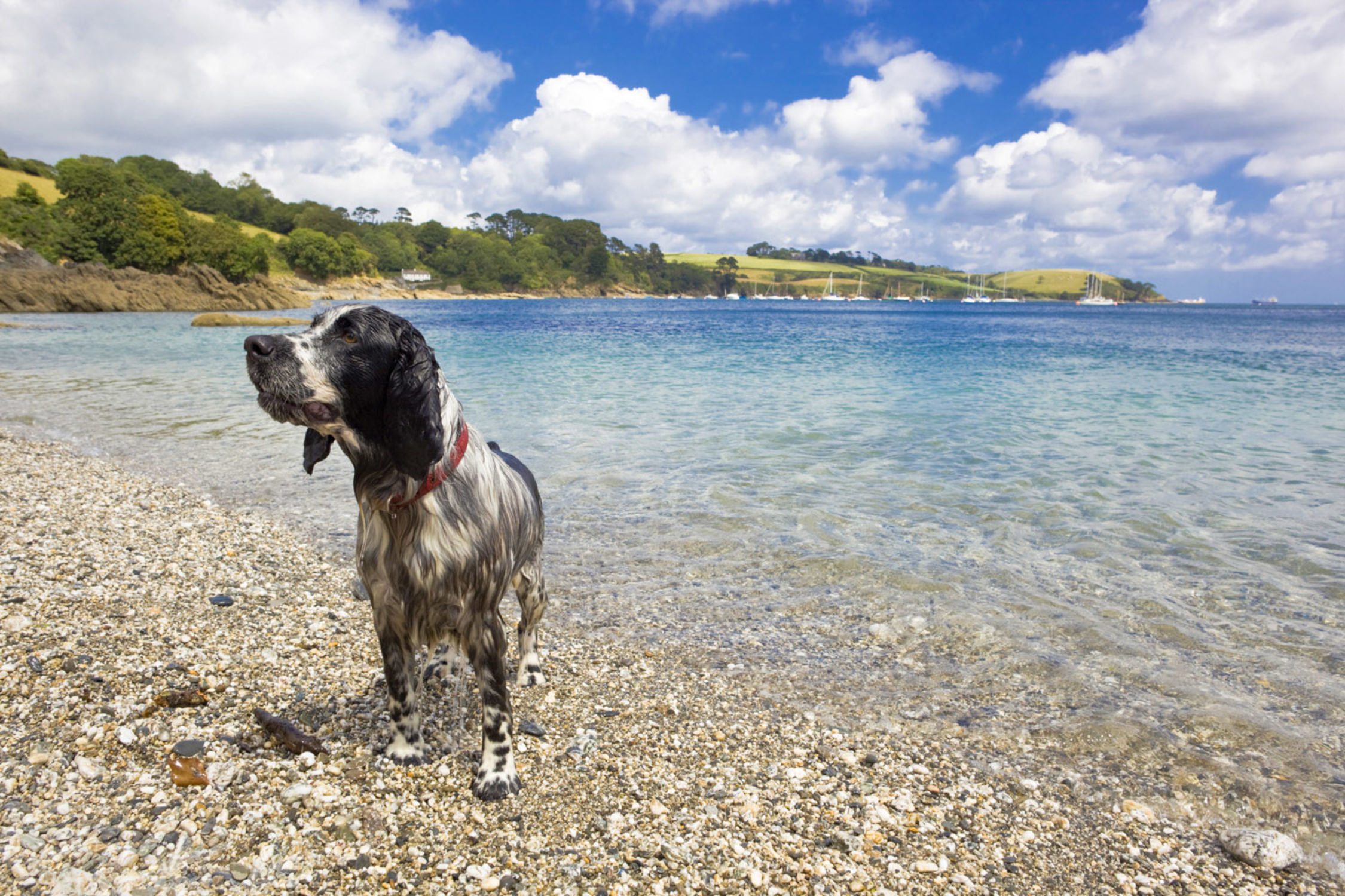 Best Dog Friendly Beaches Near Looe